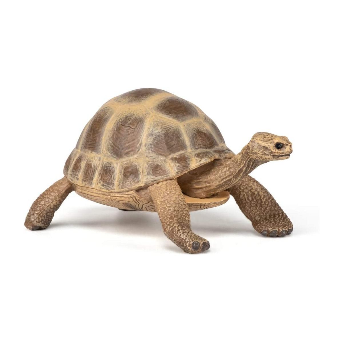 Papo - Hermann's tortoise - PAPO - UNISEX - td-toys.it