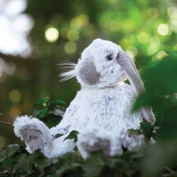 TD Toys|Rabbit - Large Plush5056464322740